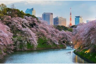 A guide to the Japanese cherry blossom festival